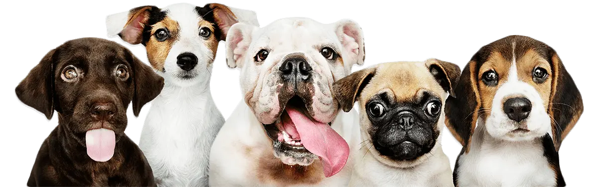 fondo superior